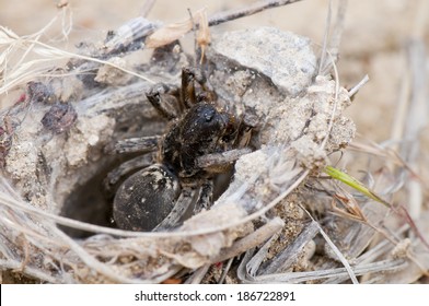 Tarantula (Lycosa Singoriensis) 