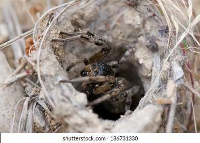 Tarantula (Lycosa Singoriensis) 