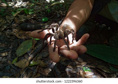 Tarantula On A Hand - Mygalomorphae - Cuyabeno Wildlife Reserve, Amazonia, Ecuador