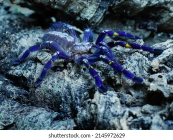 Tarantula Pet Blue Bird Eater 