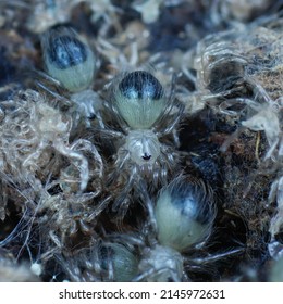 Tarantula Pet Blue Bird Eater 