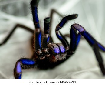 Tarantula Pet Blue Bird Eater 