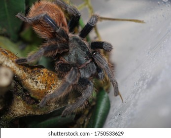 Tarantula Pet In Its Enclosure