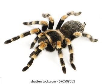 37,054 Images of spiders Images, Stock Photos & Vectors | Shutterstock