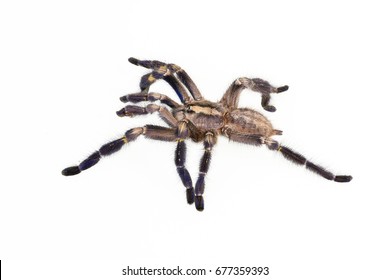 Tarantula Running Isolated Stock Photo 677359393 | Shutterstock