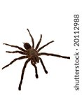 Tarantula spider