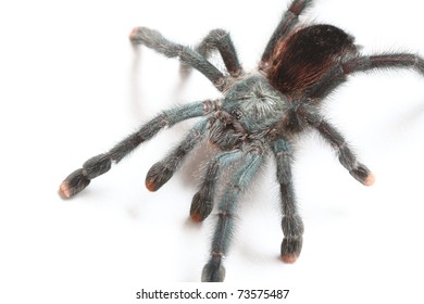 29,832 Spider hairy legs Images, Stock Photos & Vectors | Shutterstock