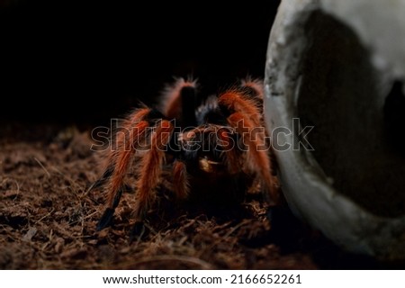 Tarantula spider Brachypelma boehmei aka Mexican fireleg with distinct red legs, holding a cricket on the black background