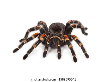 Mexican Redknee Tarantula Brachypelma Smithi Spider Stock Photo ...