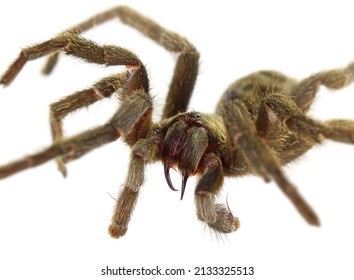 2,958 Furry spider Images, Stock Photos & Vectors | Shutterstock