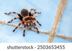 Tarantula spider close-up on the floor in the house. Tarantula spider as a pet.