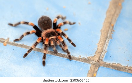 Tarantula spider close-up on the floor in the house. Tarantula spider as a pet. - Powered by Shutterstock