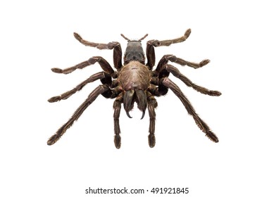 Tarantula Spider Eurypeima Spinicrus Species Isolated Stock Photo ...