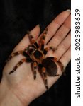 Tarantula spider, a female spider species Brachypelma smithi 