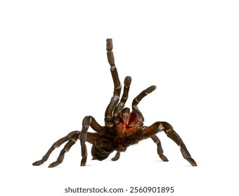 Araña tarántula  Haplopelma