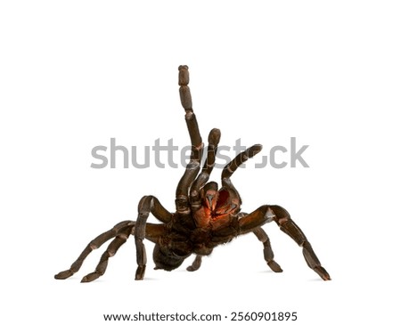 Tarantula spider, Haplopelma Minax, raising front legs in defensive posture, isolated on white background