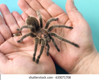 Tarantula Spider In Man Hand