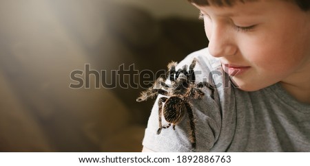 Tarantula spider on boy's shoulder. Scary pet Brachypelma albopilosum plays with child. Caring for animals at home. Arachnophobia.