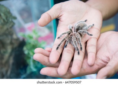 Tarantula Spider On The Hand, Pet