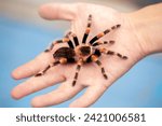 Tarantula spider on a man