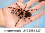 Tarantula spider on a man