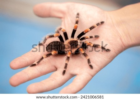 Tarantula spider on a man's hand close up. Tarantula spider as a pet.