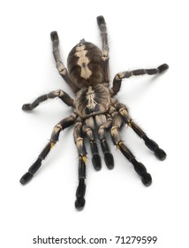 Tarantula Spider Poecilotheria Miranda Front White Stock Photo 71209855 ...