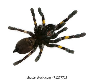 View Under Mexican Redknee Tarantula Front Stock Photo 3650531 