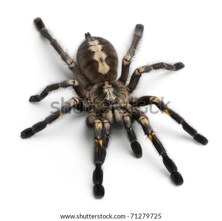 Tarantula spider, Poecilotheria Metallica, in front of white background