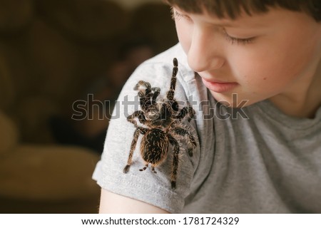 Tarantula spider stretches paw to child's face. brave boy plays with huge spider Brachypelma albopilosum. Treatment of arachnophobia