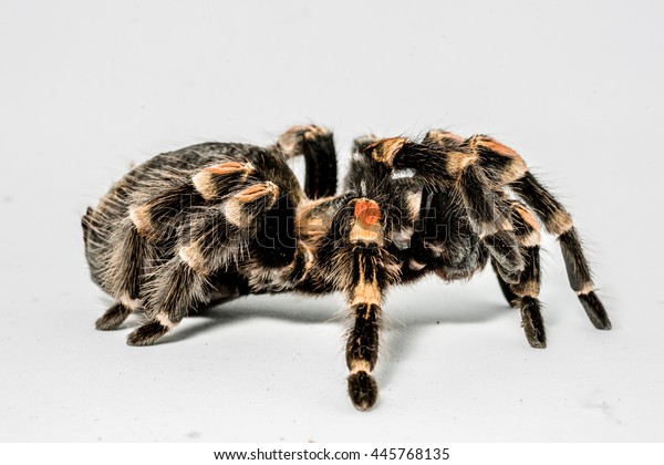 Tarantula Spiderfemale Stock Photo 445768135 | Shutterstock