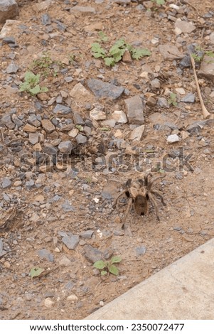 Tarantula (Theraphosa blondi) arachnid, seen on land and vegetation. 