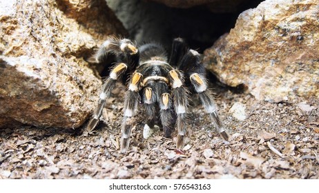 Tarantula Theraphosidae Mygalomorph Mygalomorphae Arachnida