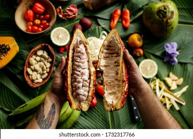 "Tarapoto, San Martin / Peru - 02 26 2019: Hands holding freshly opened cacao fruit with its flesh visible and variety of jungle, tropical fruits and ingredients in the background"