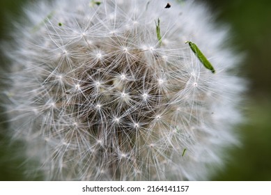 A taraxacum (blowball, pissabed, dandelion, Taraxacum) (macro)
