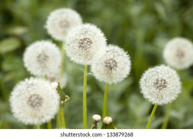 Taraxacum Officinale