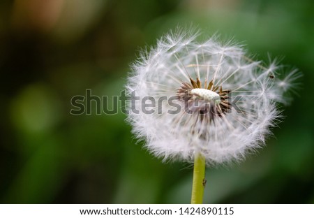 taraxacum officinale ball or pappus blowing in the wind 
