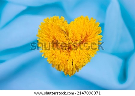 Taraxacum officinale, dandelion,  flower on turquoise silky background