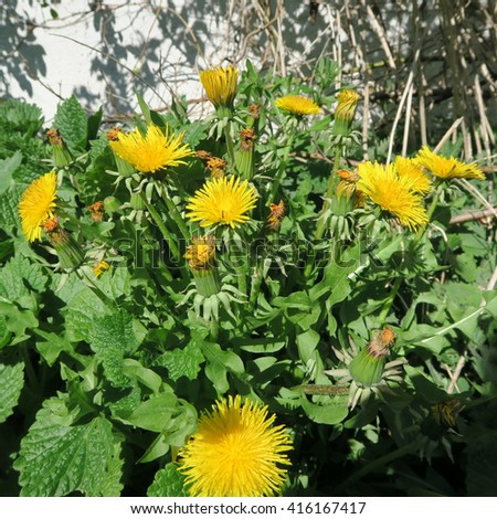 Taraxacum sect. Ruderalia, yellow dandelion bloom, tastes cooked with sugar as bloodcell