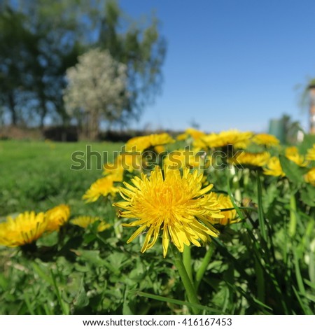 Taraxacum sect. Ruderalia, yellow dandelion bloom, tastes cooked with sugar as bloodcell