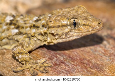 Tarentola Mauritanica (common Wall Gecko)