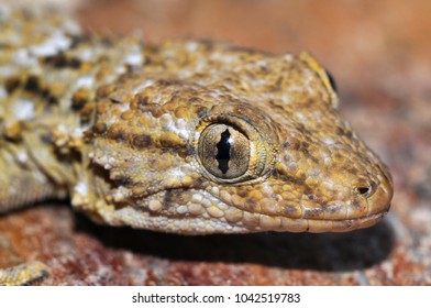 Tarentola Mauritanica (common Wall Gecko)