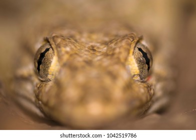 Tarentola Mauritanica (common Wall Gecko)