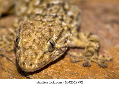 Tarentola Mauritanica (common Wall Gecko)