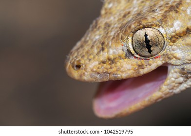 Tarentola Mauritanica (common Wall Gecko)