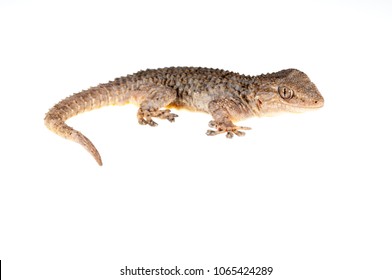 Tarentola Mauritanica (common Wall Gecko)