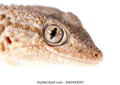 Tarentola Mauritanica (common Wall Gecko)