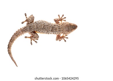 Tarentola Mauritanica (common Wall Gecko)