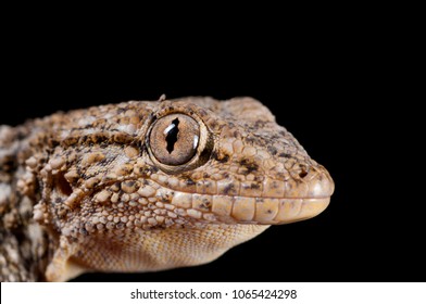 Tarentola Mauritanica (common Wall Gecko)