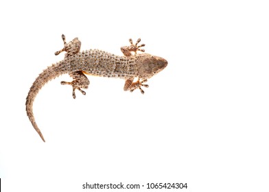 Tarentola Mauritanica (common Wall Gecko)